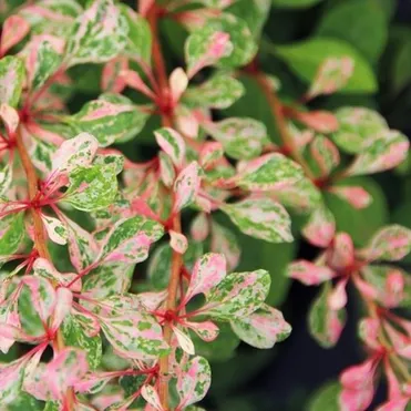 Барбарис Тунберга Наташа