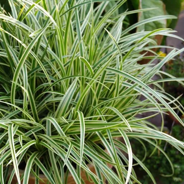 Осока Морроу Вариегата