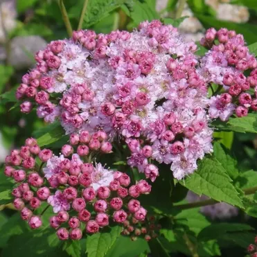 Спирея Манон