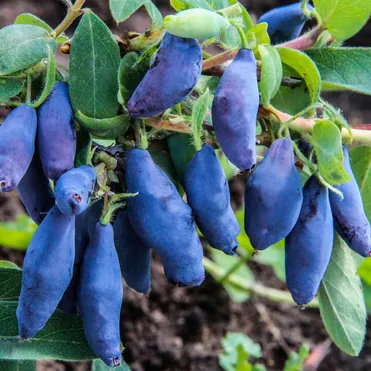 Жимолость Восторг