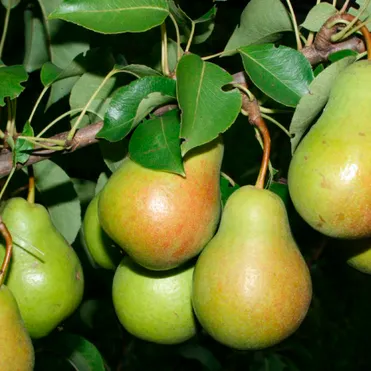 Груша Чижовская