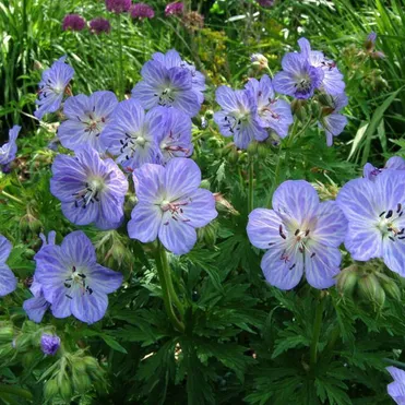 Герань Миссис Кендл Кларк