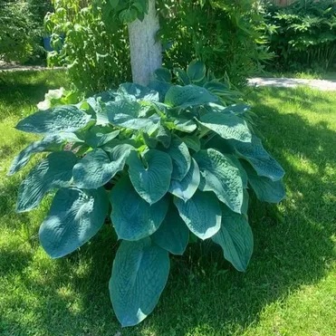 Хоста Биг Дэдди (VL)