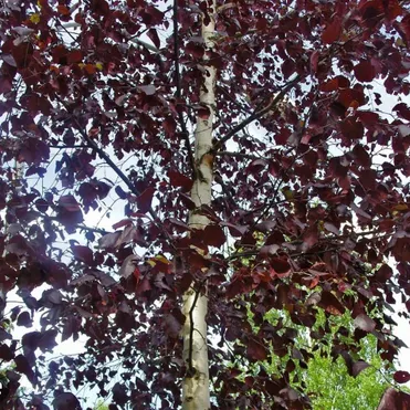 Береза повислая Роял Фрост