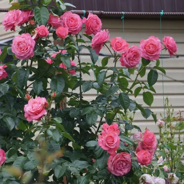 Роза Розанна плетистая, Кордес (лиц)