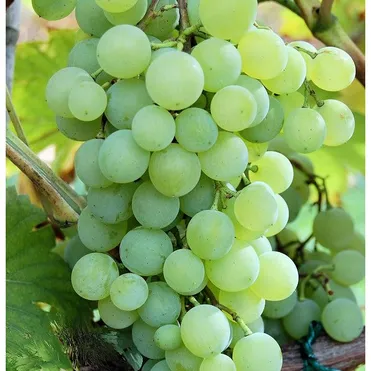 Виноград Краса Севера плодовый