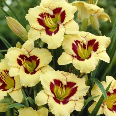 Лилейник Эль Десперадо