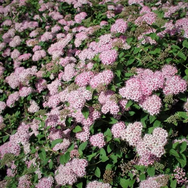 Спирея Литл Принцесс японская