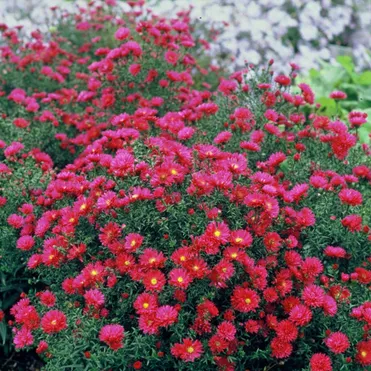 Астра новобельгийская Уинстон Черчиль