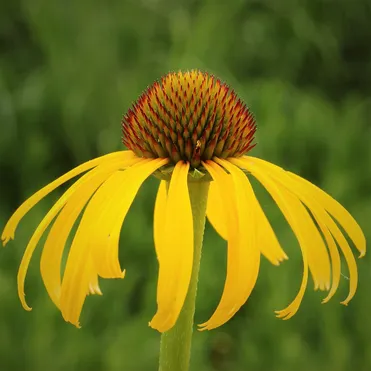 Эхинацея странная