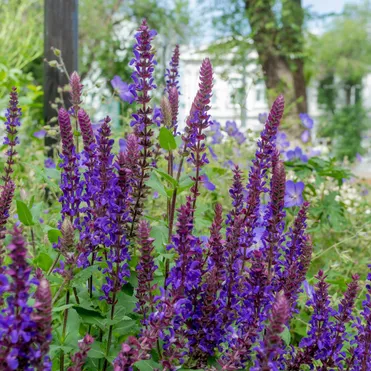 Шалфей (сальвия) дубравный Сальваторе Блю