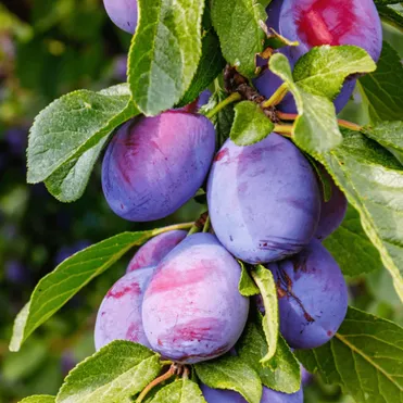 Слива Богатырь