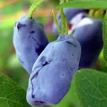 Жимолость Ленинградский великан