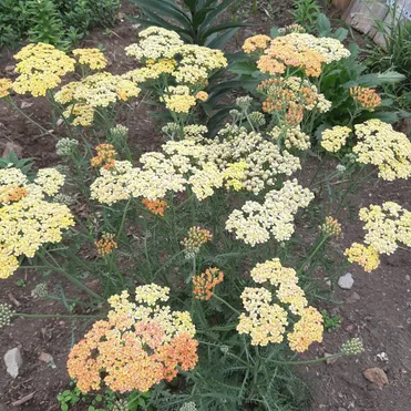 Тысячелистник Триколор