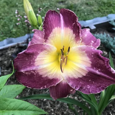 Лилейник Малазиан Монарх