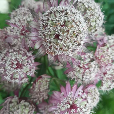 Астранция Примадонна крупная