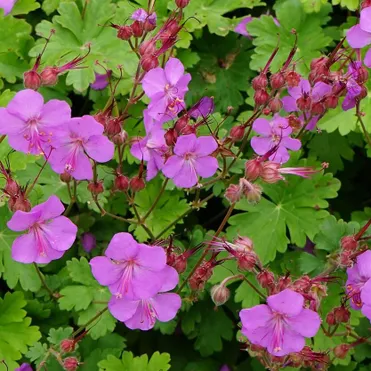 Герань Кармина кембриджская