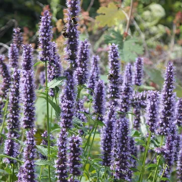 Лофант (Агастахе) Блэк Аддер