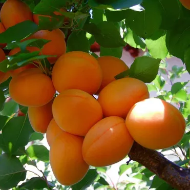 Абрикос Лель