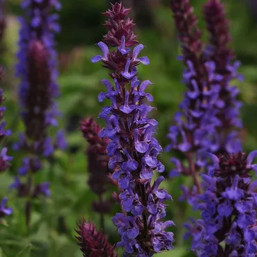 Шалфей (сальвия) Нью Дименсион Блю