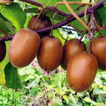 Актинидия (мини киви) Хейвард деликатесная