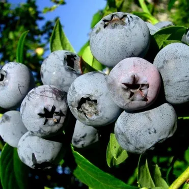 Голубика Блюэтта