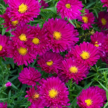 Астра новобельгийская Роял Руби