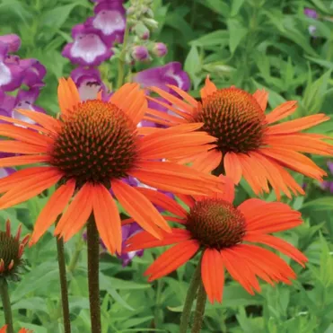 Эхинацея пурпурная Прейри Блейз Оранж Сансет