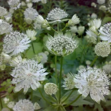 Астранция Даймонд Вайт крупная