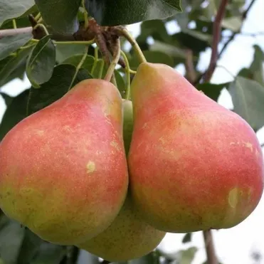 Груша Даренка