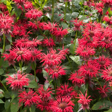 Монарда Гаденвью Скарлет