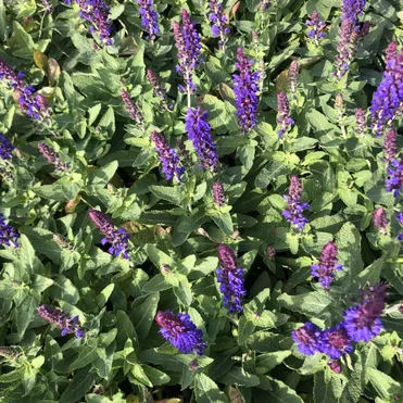 Шалфей (Сальвия) дубравный Блю Букет
