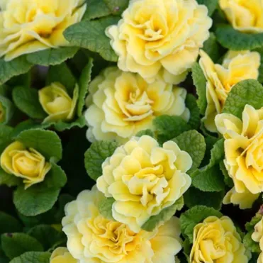 Примула Беларина Баттеркап Еллоу