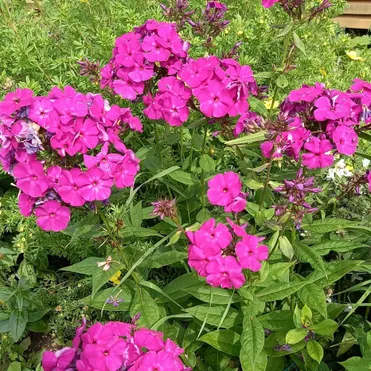 Флокс Виктория