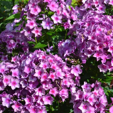 Флокс Дымчатое суфле