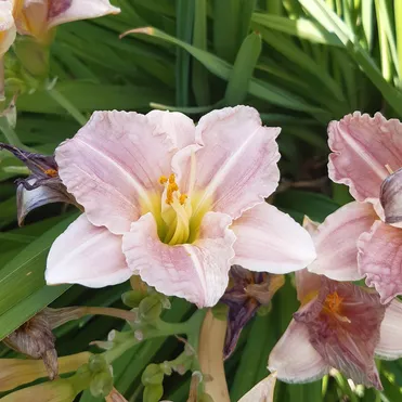 Лилейник Барбара Митчелл