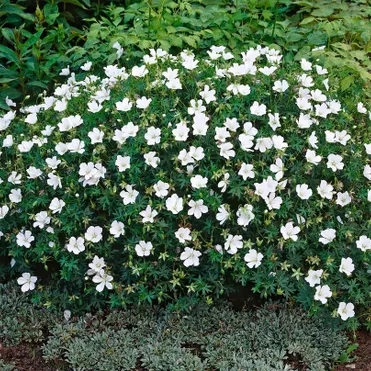 Герань кроваво-красная Альбум