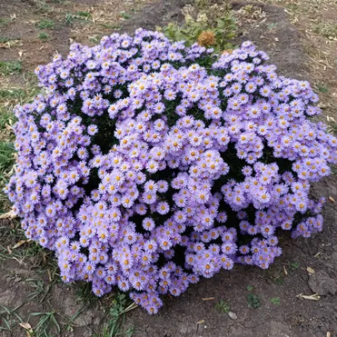 Астра новоанглийская Пепл Дом