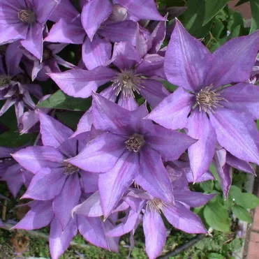 Клематис Дороти Валтон мелкоцветковый (3)