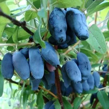 Жимолость Амур