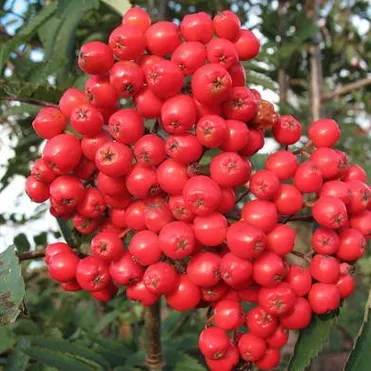 Рябина Алая крупная