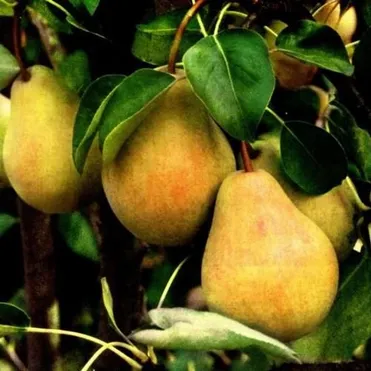 Груша Купава