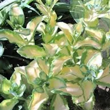 Очиток (седум) Медиавариегатум