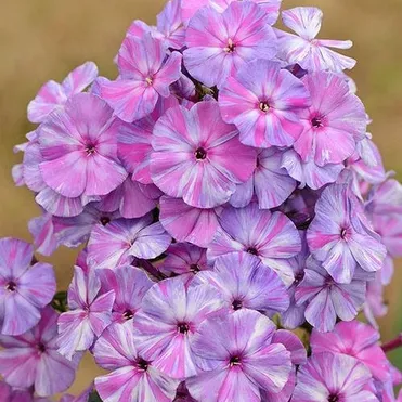 Флокс метельчатый Отэм Джой