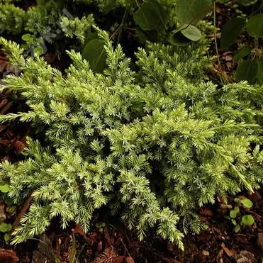 Можжевельник чешуйчатый Дрим Джой