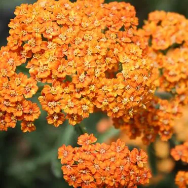 Тысячелистник Терракота