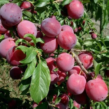 Слива Аленушка