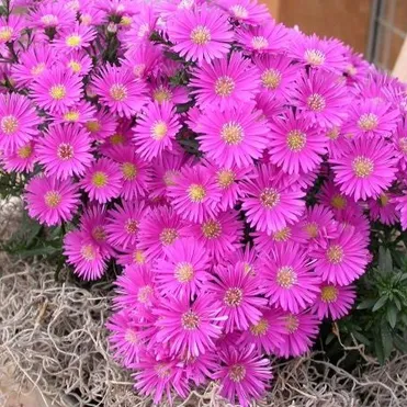 Астра кустарниковая Дженни