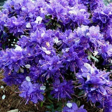 Рододендрон Азурика