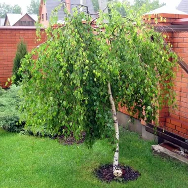 Береза повислая Юнга